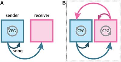 Neural mechanisms for turn-taking in duetting plain-tailed wrens